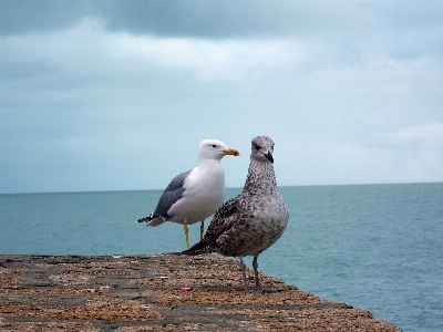 ビーチ 海 海岸 海洋 写真