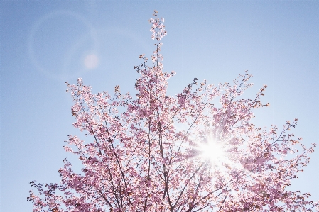 Tree branch blossom winter Photo