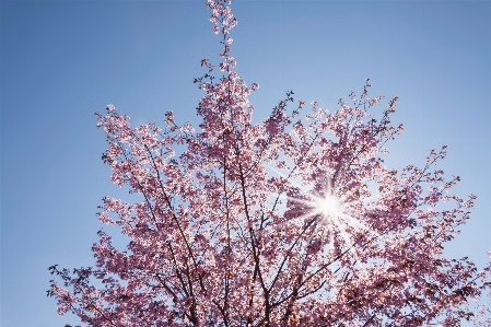 Tree branch blossom plant Photo