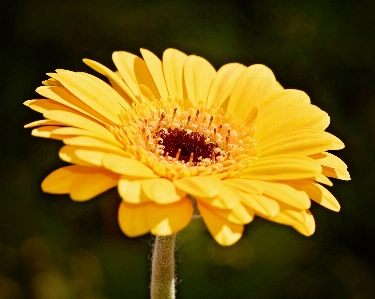 Foto Natureza florescer plantar fotografia