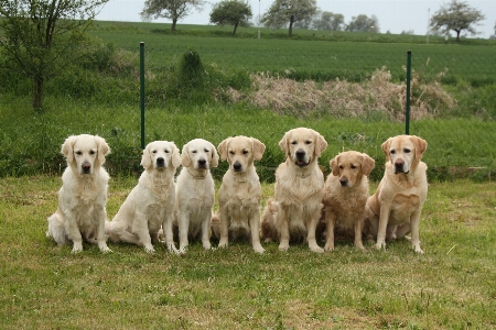 Foto Anjing mamalia jenis golden retriever
 bertulang belakang
