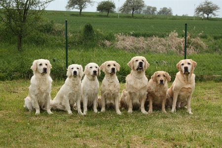 Foto Anjing mamalia jenis golden retriever
 bertulang belakang
