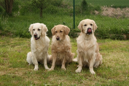 Foto Anjing mamalia jenis golden retriever
 bertulang belakang
