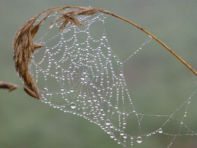 Landscape nature branch dew Photo