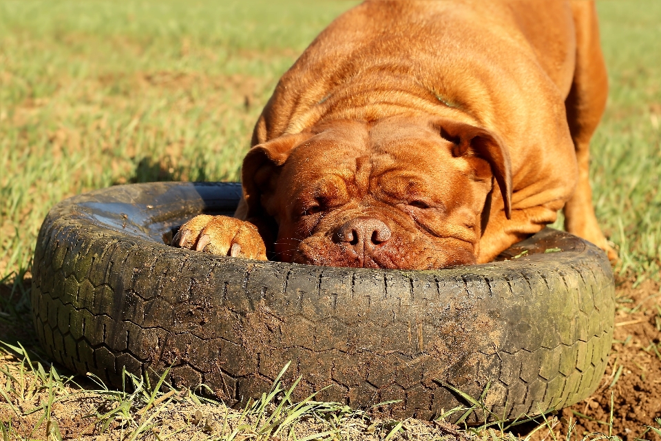 Naturaleza campo cachorro perro