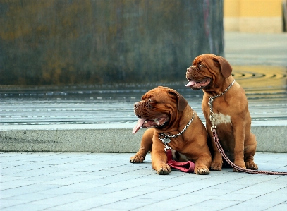 子犬 犬 動物 かわいい 写真