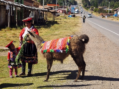 Foto Alam jalan peternakan satwa