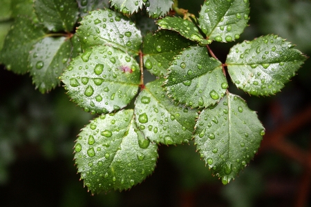 Plant leaf flower frost Photo