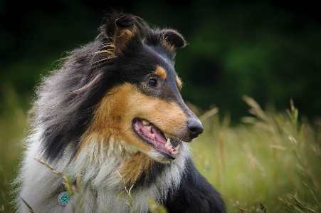 Meadow view dog animal Photo