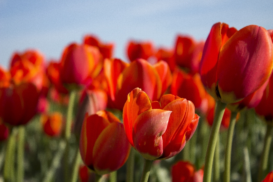 Natur blüte anlage sonne