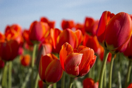 Nature blossom plant sun Photo