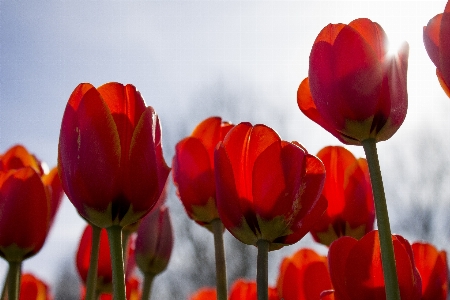 Nature blossom plant sun Photo