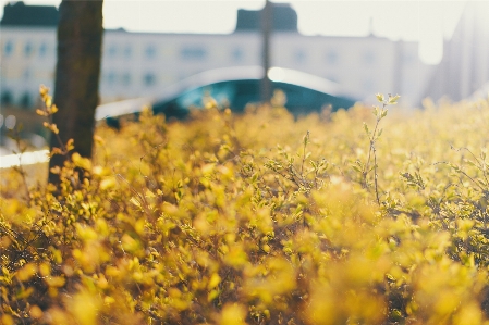 木 自然 花 植物 写真