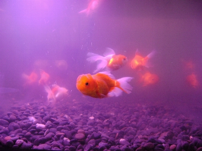 Flying underwater biology fish Photo