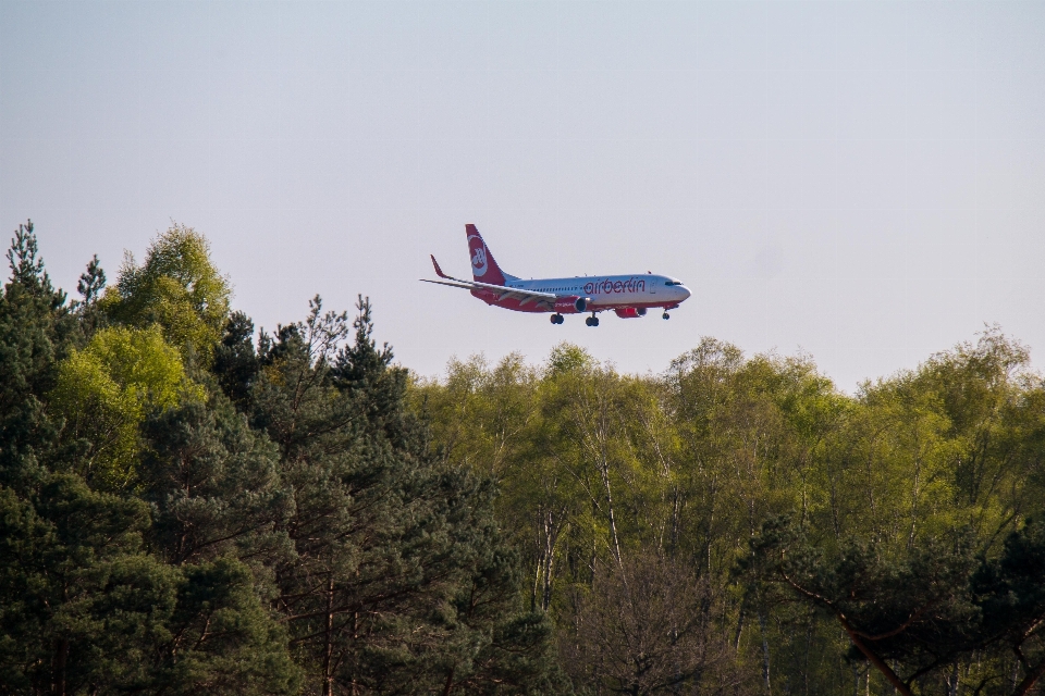 Forest wing sky land