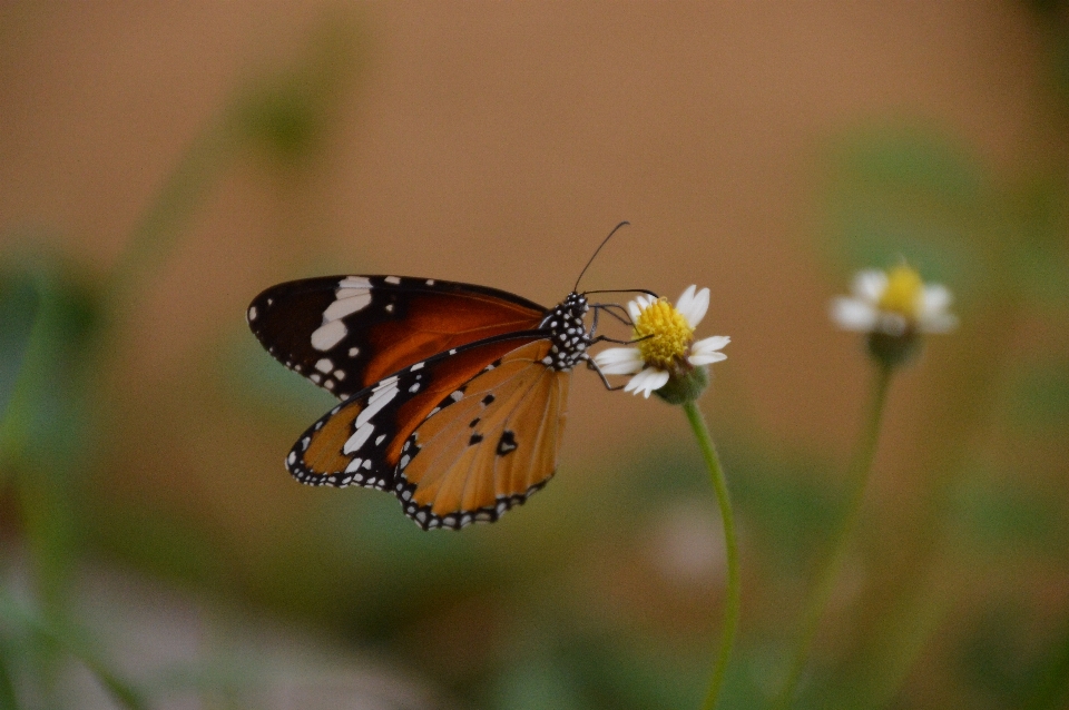 Naturaleza fotografía flor pétalo