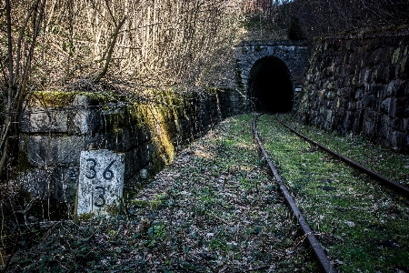 木 追跡 鉄道 トンネル 写真