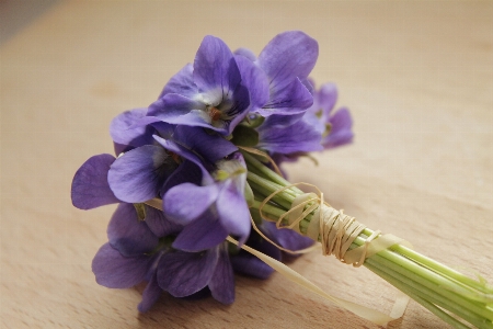 Plant flower purple petal Photo