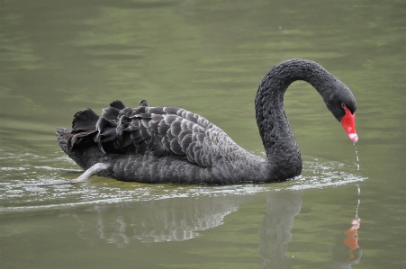 Bird wing wildlife pet Photo