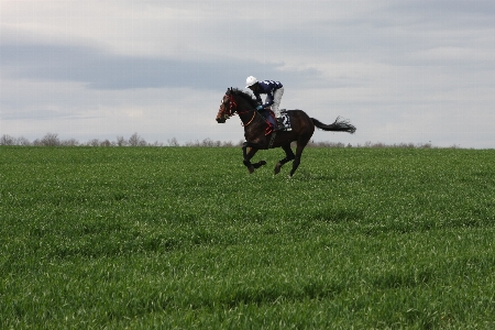 Grass sport field lawn Photo