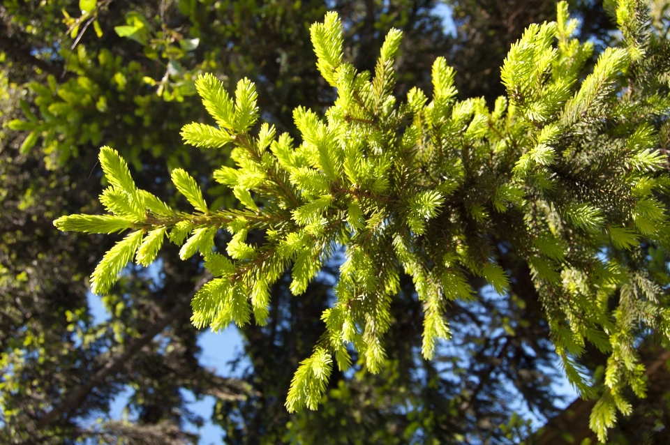 Drzewo natura oddział zakład