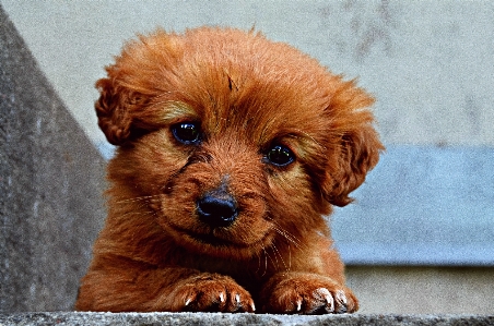 Foto Anak anjing satwa imut-imut