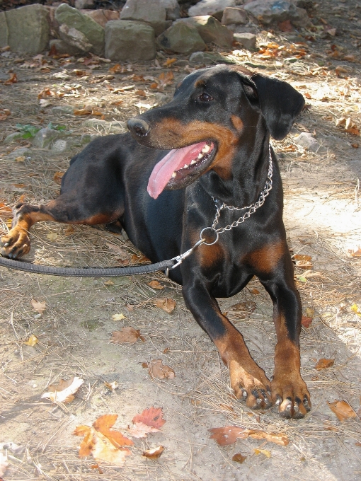 Cachorro mamífero vertebrado
 raça de cachorro
