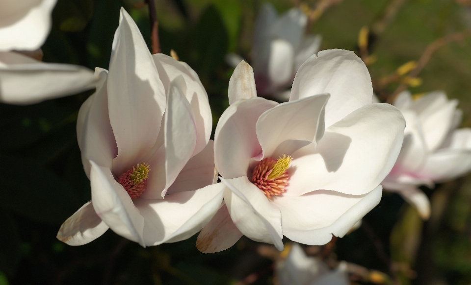 Natura fiore pianta bianco