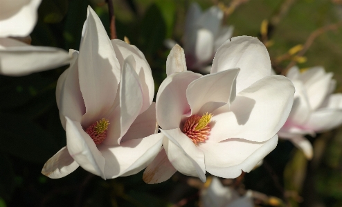 Nature blossom plant white Photo