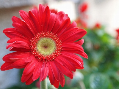 Nature blossom plant flower Photo