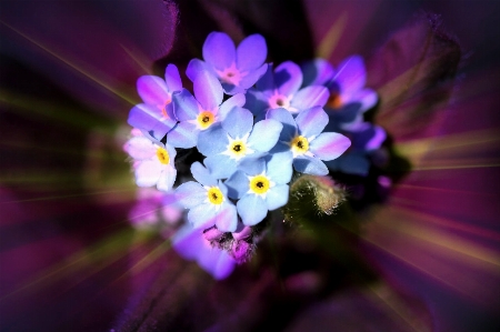 Nature blossom plant photography Photo