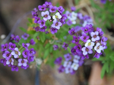 Nature blossom plant white Photo