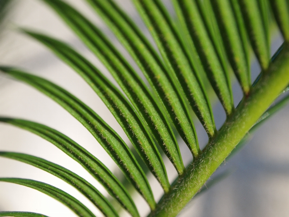 Tree nature grass branch