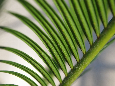 Tree nature grass branch Photo