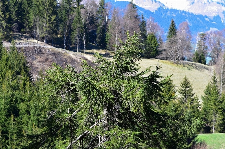 Photo Paysage arbre nature forêt