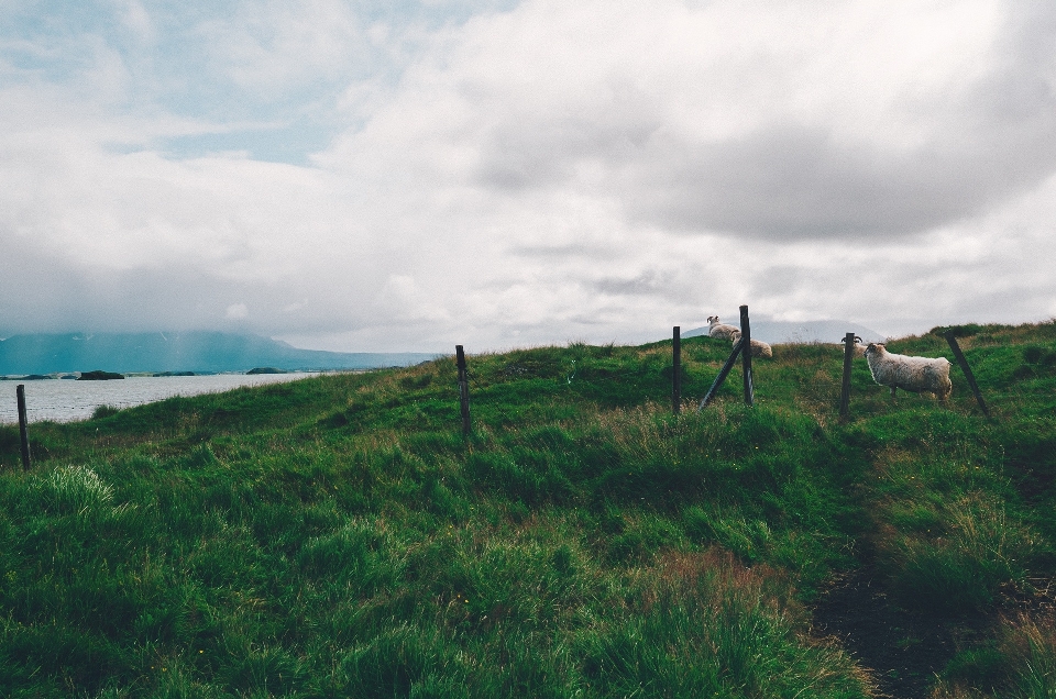 Landscape sea coast grass