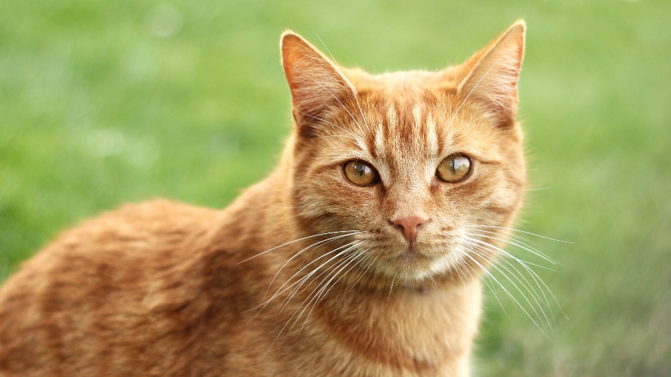 Voir animal vert chat