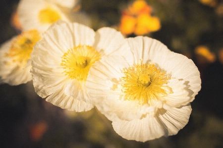 Nature blossom plant white Photo