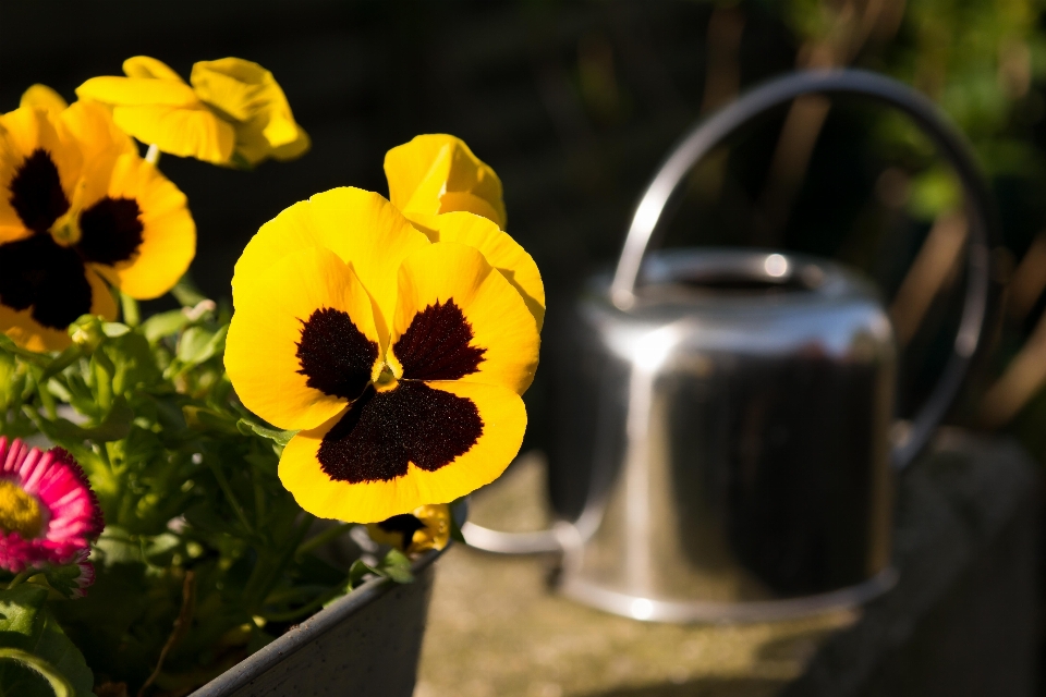 Fleurir lumière usine fleur