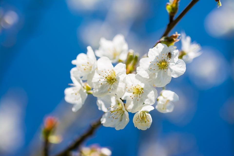 Albero natura ramo fiore