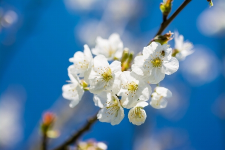 Tree nature branch blossom Photo