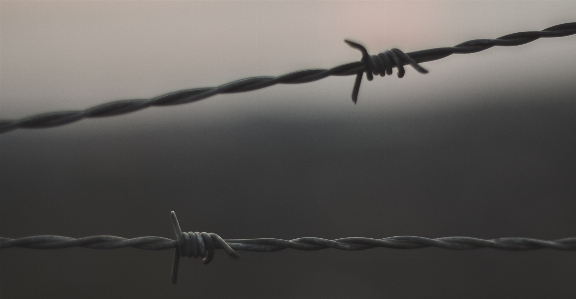 Outdoor branch wing fence Photo