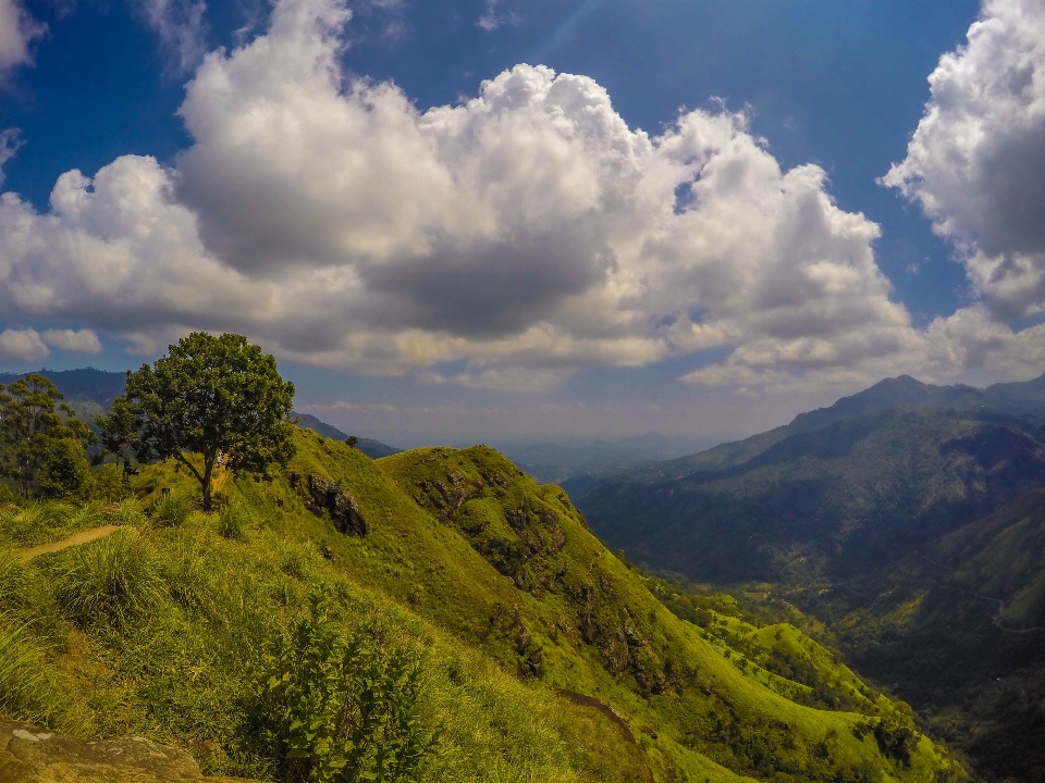 Landscape tree nature forest