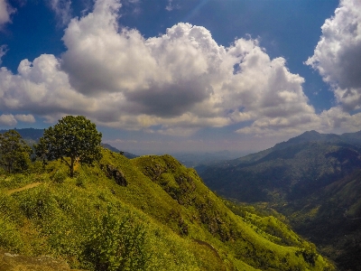 Landscape tree nature forest Photo