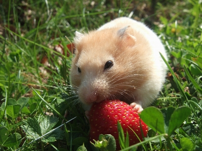 Grass cute summer pet Photo