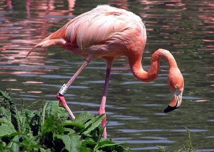 Foto Acqua natura uccello animali selvatici