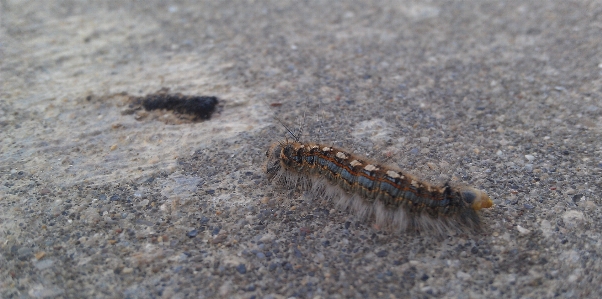 Wildlife insect macro soil Photo