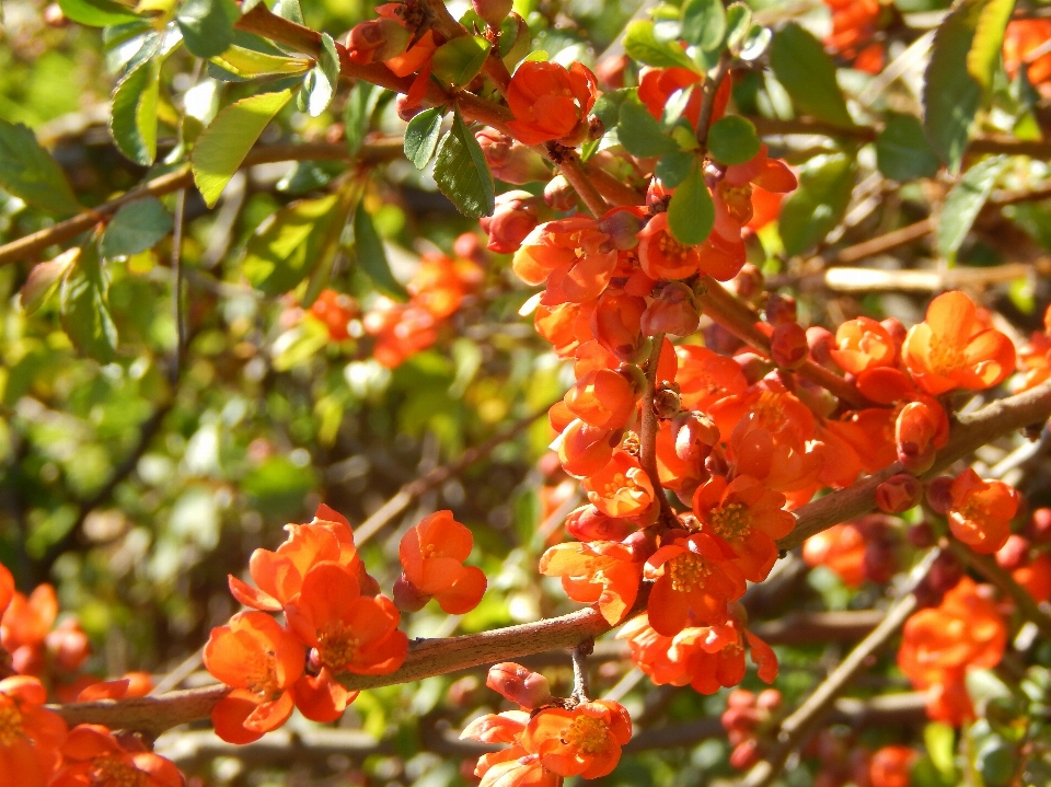 Albero ramo pianta frutta