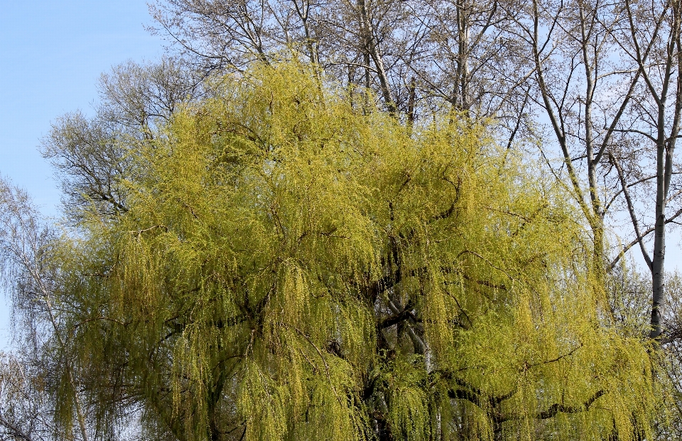 árbol rama planta hoja