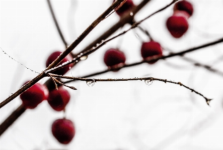 Water nature branch blossom Photo